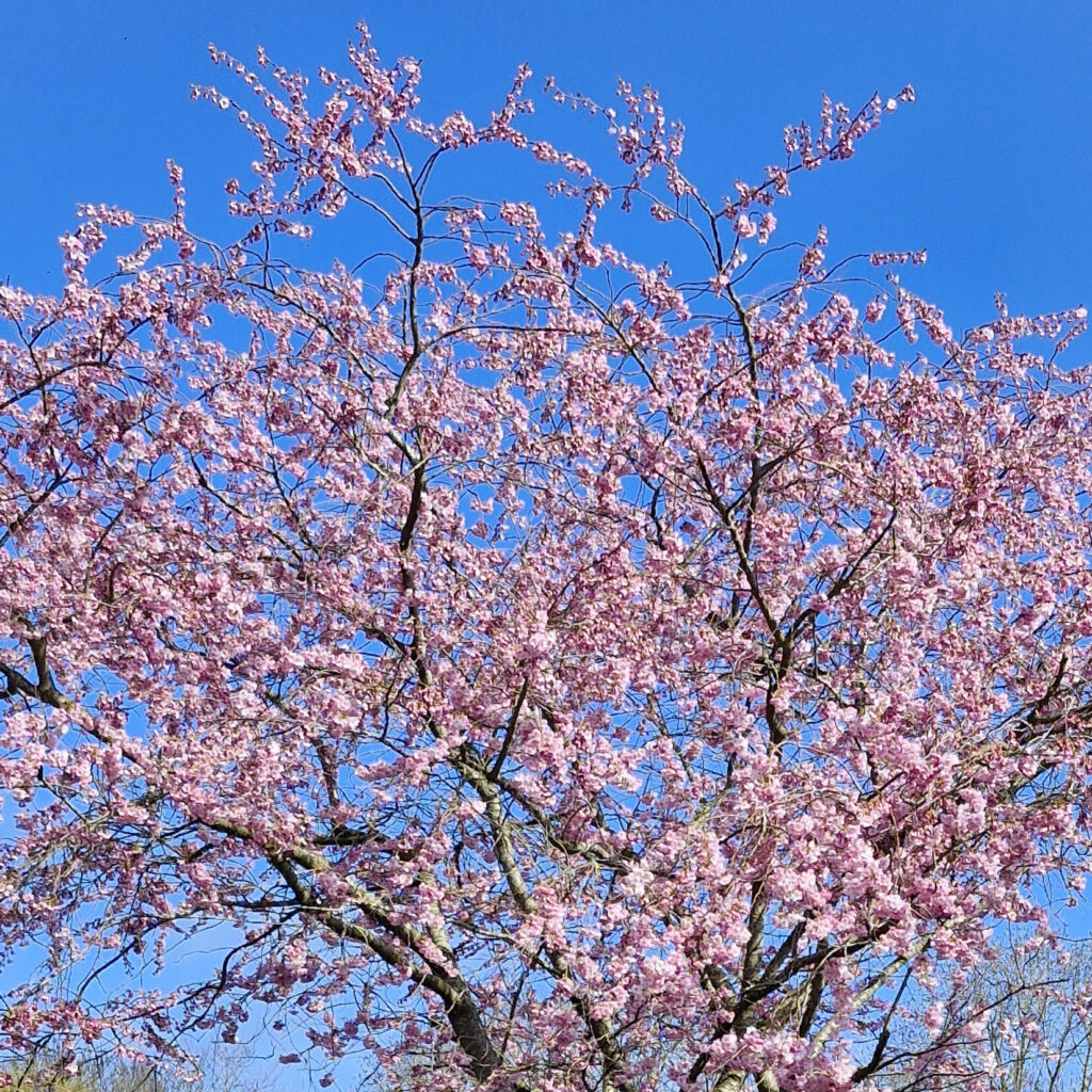 Roze bloesem van een bloeiende sierkers tegen een heldere blauwe lentelucht – symbool van vernieuwing en de zachte energie van het voorjaar.