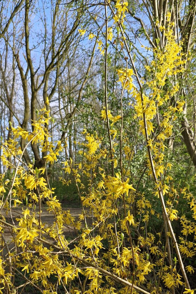 Gele forsythia in bloei langs een bospad in april, met zacht lentelicht tussen de bomen – symbool van groei, licht en een nieuw begin.
