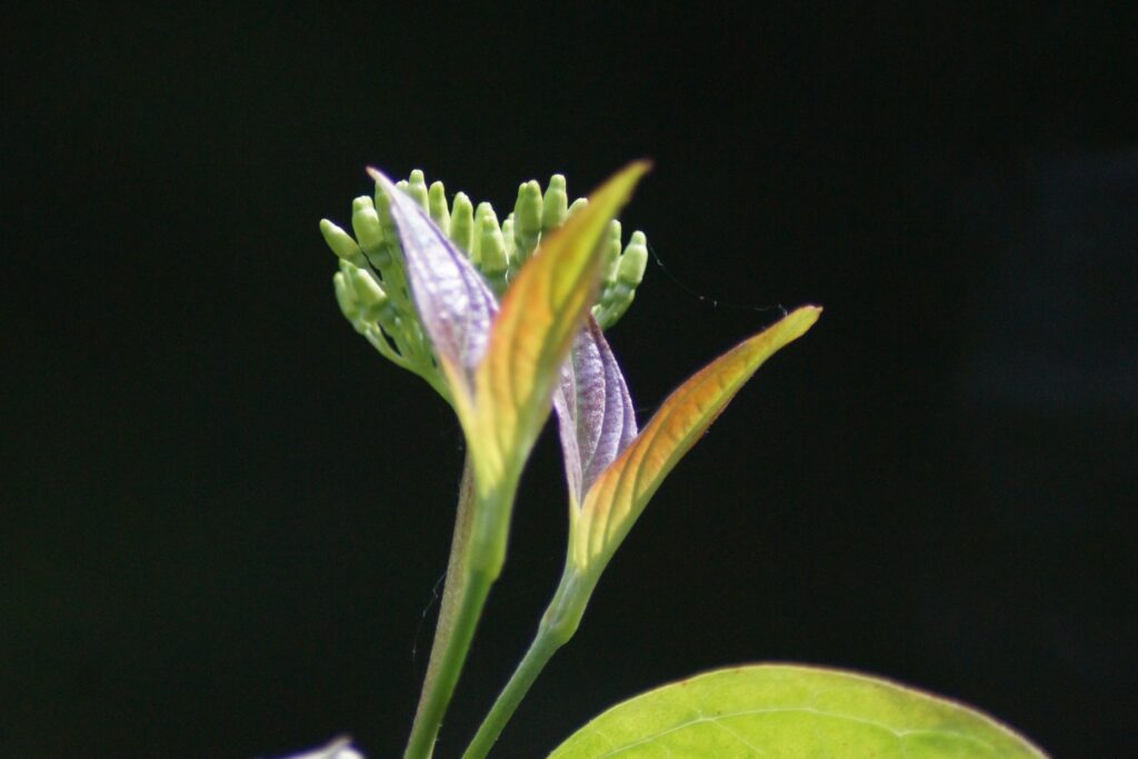 Jonge bloemknoppen in zacht licht tegen een donkere achtergrond – symbool voor groei, ontwikkeling en de energie van juni.