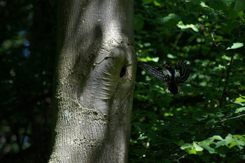 Grote bonte specht in vlucht richting nestopening in een oude boomstam, omringd door donker bos en groen blad, vastgelegd in natuurlijk licht. Eigen foto.